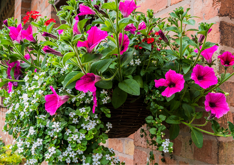 How to Make a Beautiful Hanging Basket