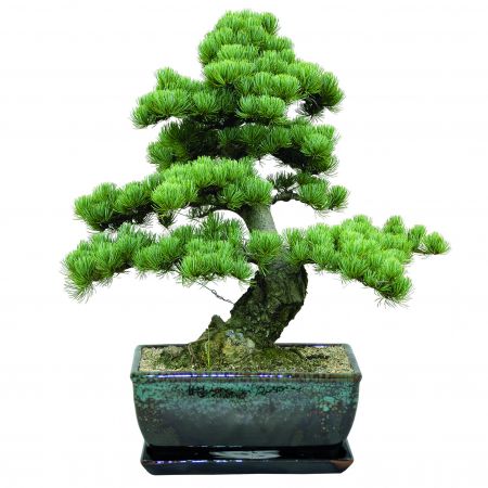 BEES Bonsai Kit - Pinus Pinea - Pine - image 2