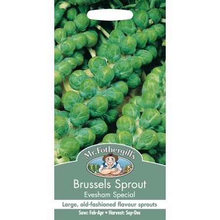 BRUSSELS SPROUT Evesham Special - image 1