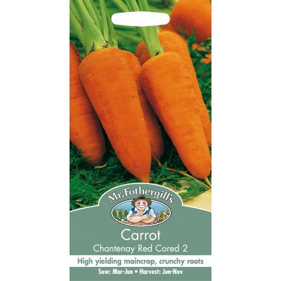 CARROT Chantenay Red Cored 2 - image 2