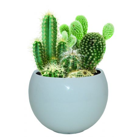 Mixed Cactus Grow Set (17cm Sphere) - image 1