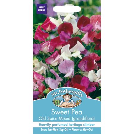 SWEET PEA Old Spice Mixed (grandiflora) - image 1